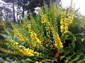 Mahonia x media - blossom